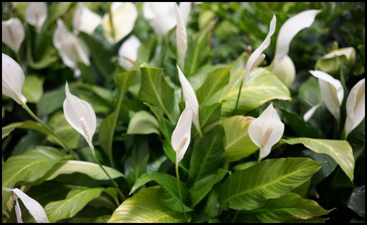 Peace Lily (Spathiphyllum)