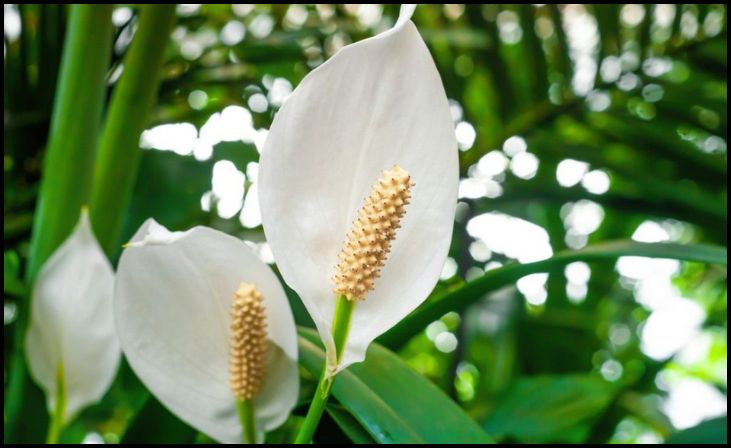 Peace Lily