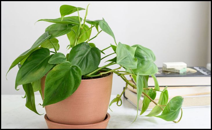 Philodendron