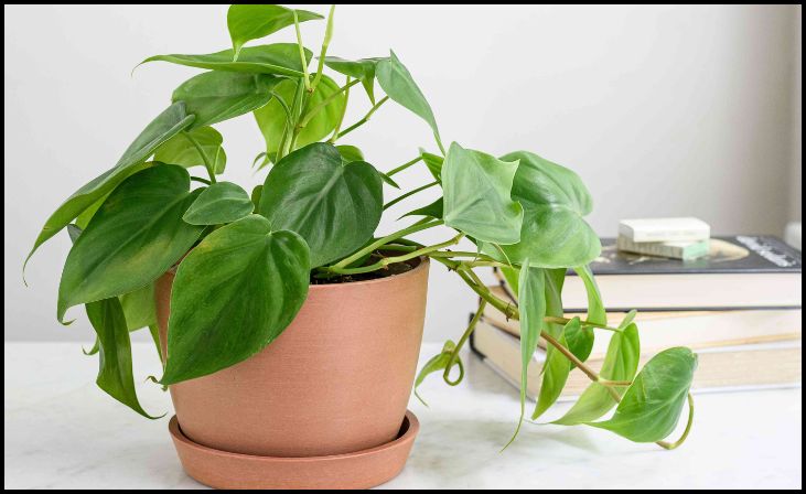  Philodendron (Philodendron spp.)