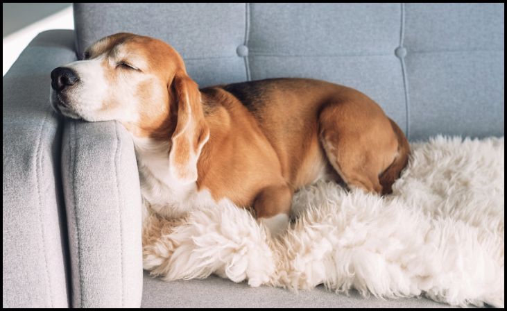 Place the Slipcover on the Pet Bed