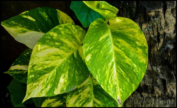 Pothos (Epipremnum aureum)