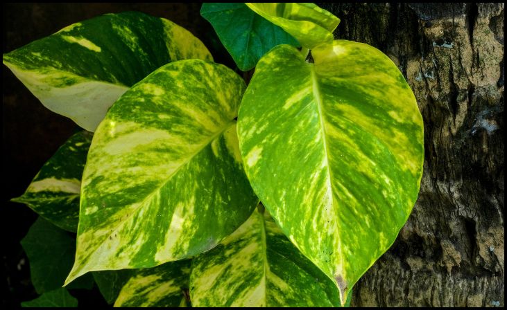 Pothos (Epipremnum aureum)