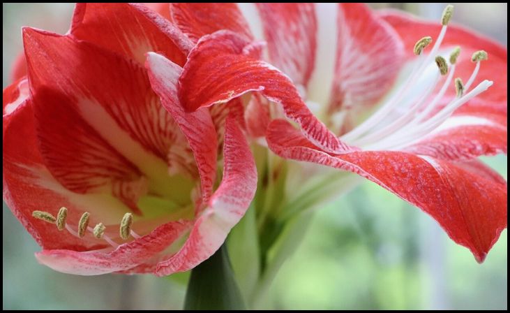 ProFlowers Amaryllis