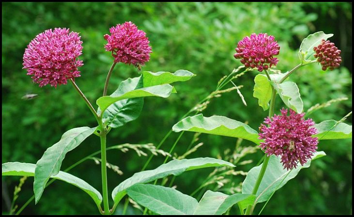 Purple Milkweed (Asclepias purpurascens)