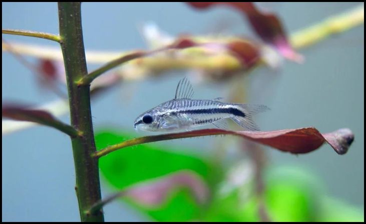 Pygmy Corydoras