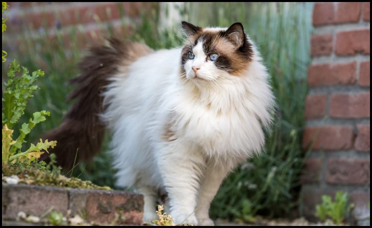 Ragdoll