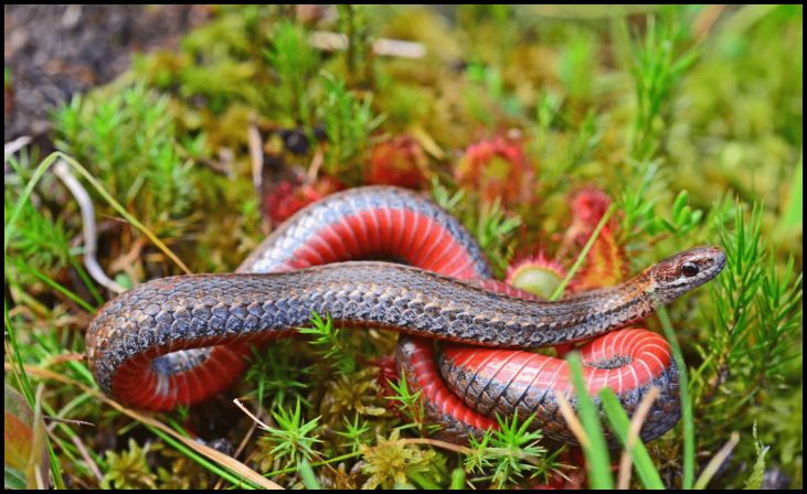 Red-Bellied Snake