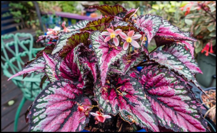 Rex Begonia