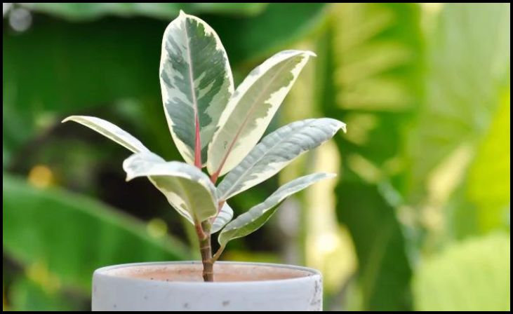 Rubber Plant (Ficus elastica)