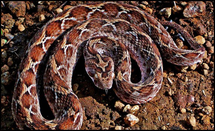 . Saw-scaled Viper (Echis carinatus)