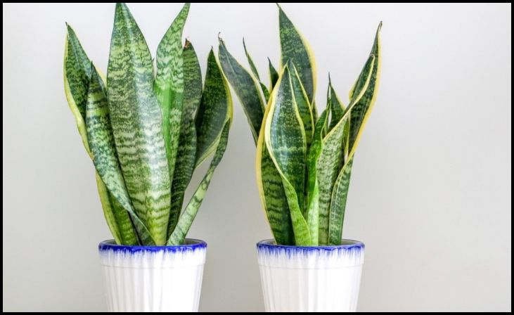 Snake Plant (Sansevieria)