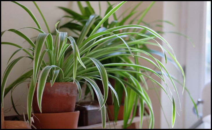 Spider Plant (Chlorophytum comosum)