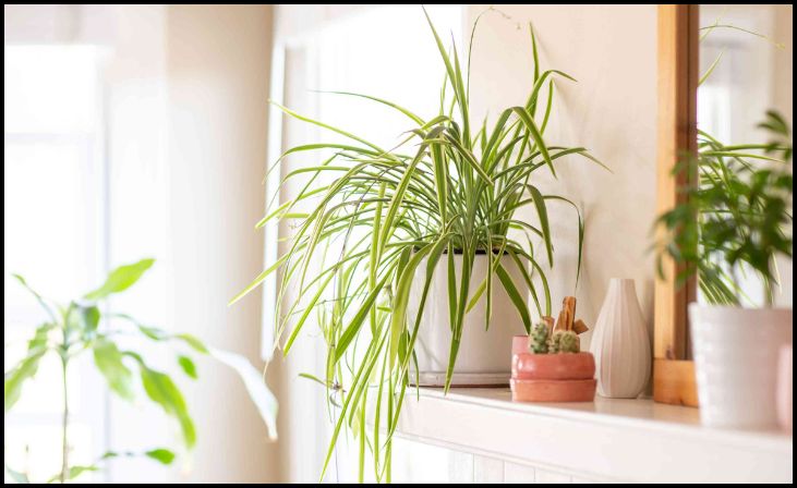  Spider Plant (Chlorophytum comosum)