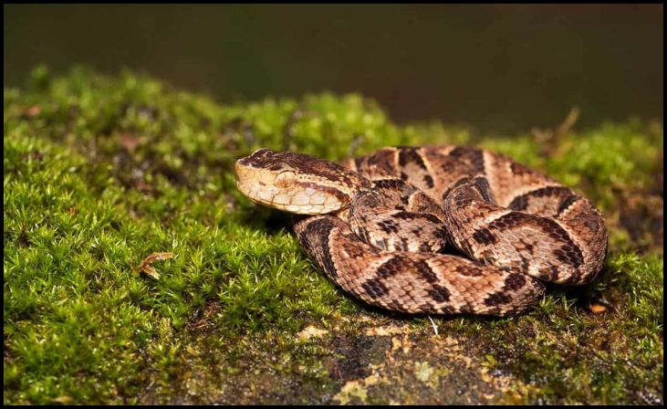 Terciopelo (Fer-de-Lance)