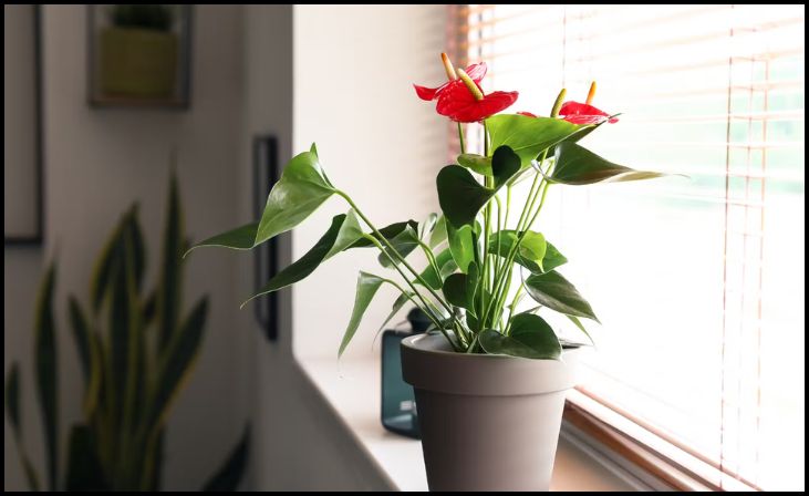 The Sill Anthuriums