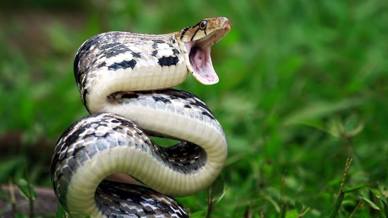 The Top 8 Deadliest Snakes in the Wild