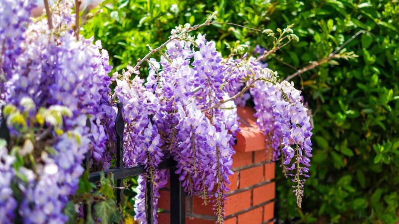 Top 10 Fast Growing Vines and Climbing Flowers