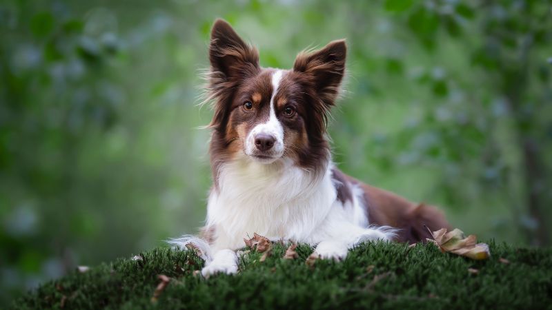 Top 10 Unique Advantages of Miniature American Shepherds