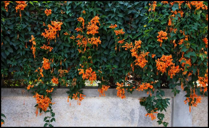 Trumpet Vine