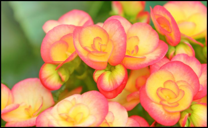 Tuberous Begonia