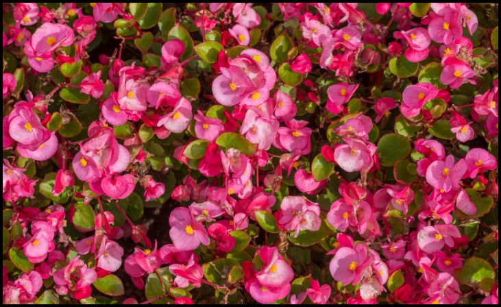 Wax Begonia