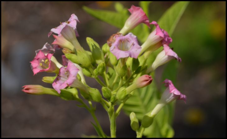 Winged Tobacco