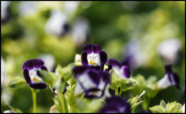 Wishbone Flower