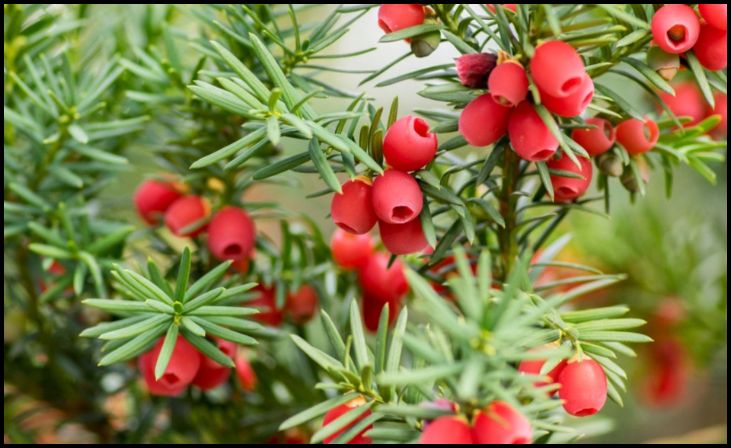 Yew (Taxus)