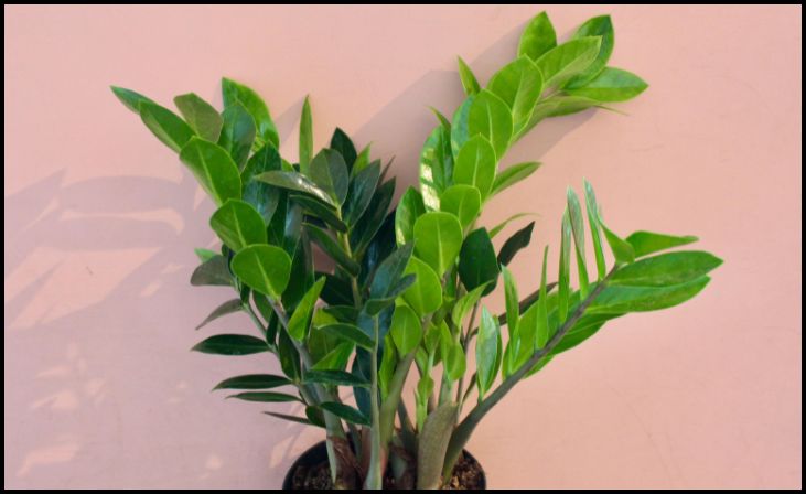 2. ZZ Plant (Zamioculcas zamiifolia)