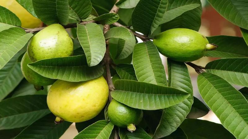 10 Secret Benefits Of Guava Leaves For Hair Thickness