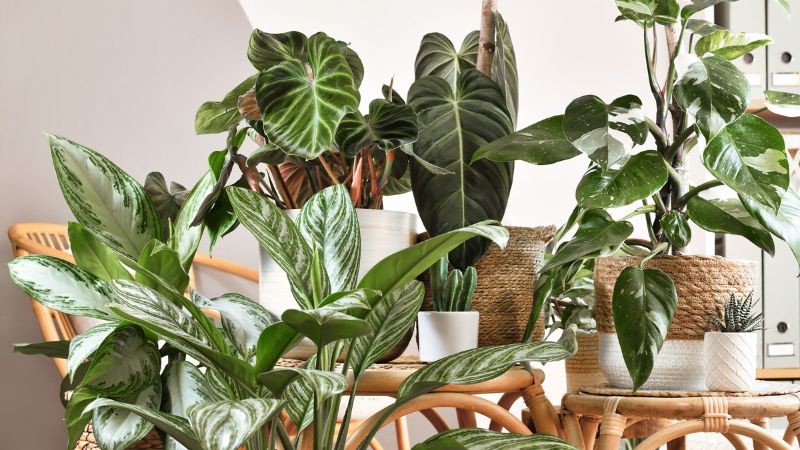 8 Rarest Houseplants in the World