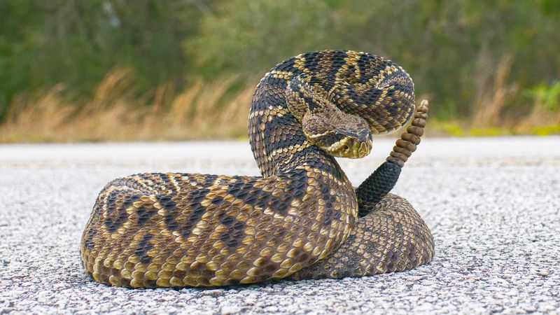 8 Signs of Venomous Snakes in Your Yard