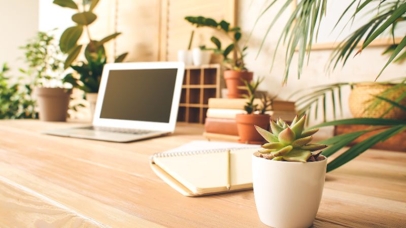 9 Best Office Plants That Need Low-Maintenance Care