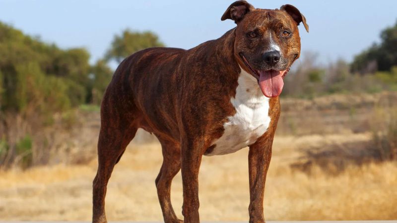 9 Dog Breeds Most Similar to Pit Bulls