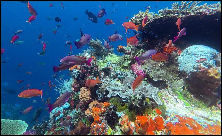 Komodo Island - Indonesia