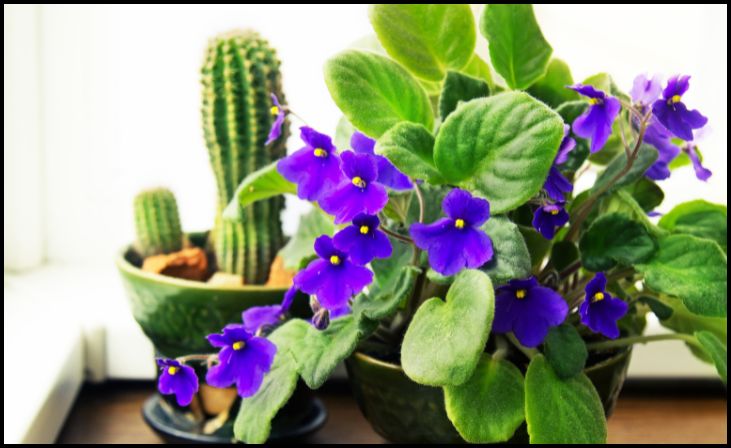 African Violet