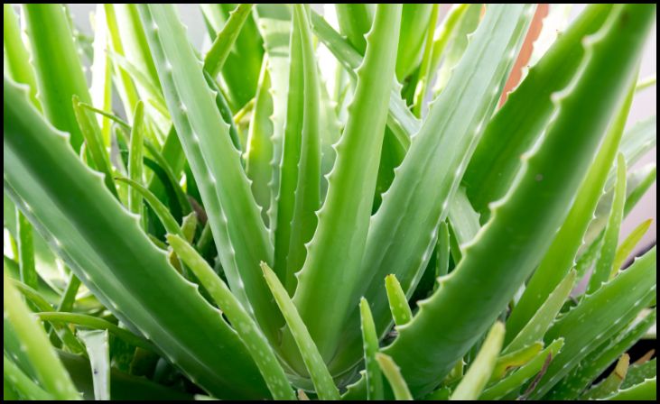 Aloe Vera