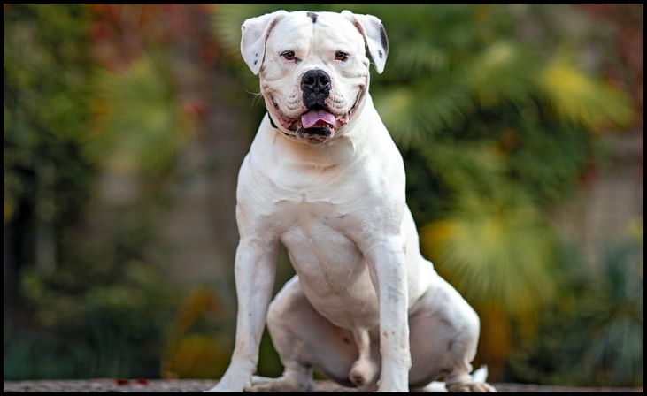 American Bulldog