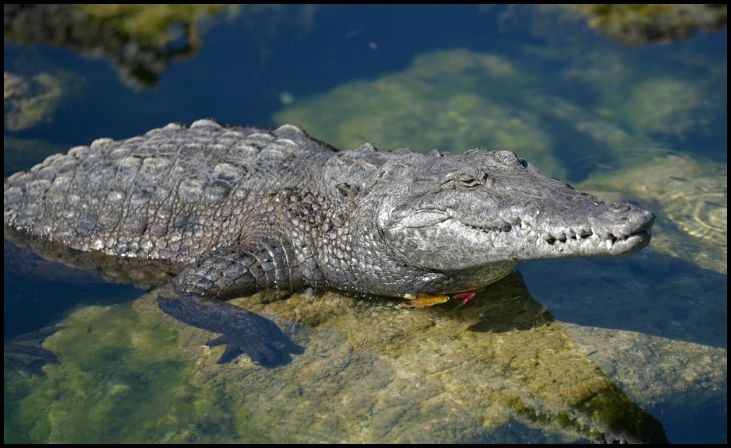 American Crocodile