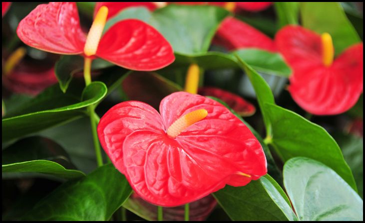 Anthurium Warocqueanum (Queen Anthurium)