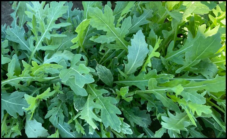 Arugula (Eruca vesicaria ssp. sativa)