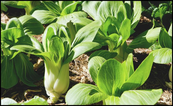 Bok Choy (Brassica rapa subsp. chinensis)