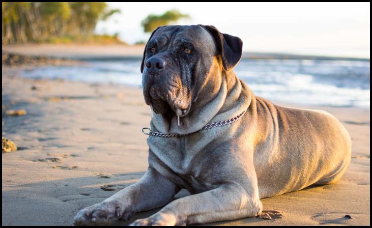 Bullmastiff