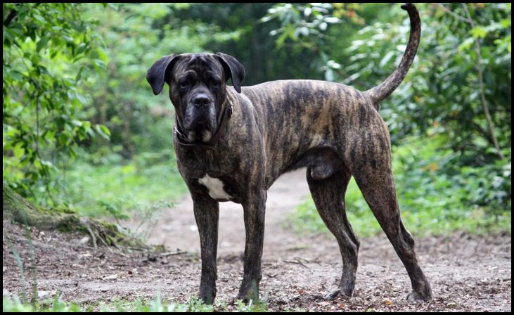 Cane Corso