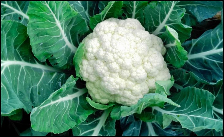 Cauliflower