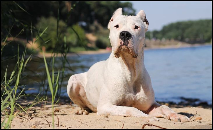 Dogo Argentino