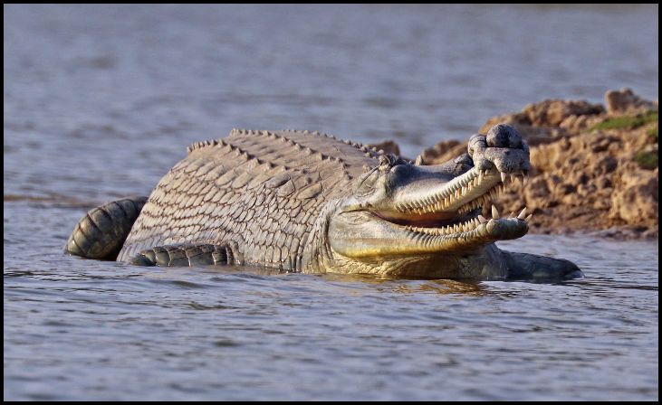 Gharial (Gavial)