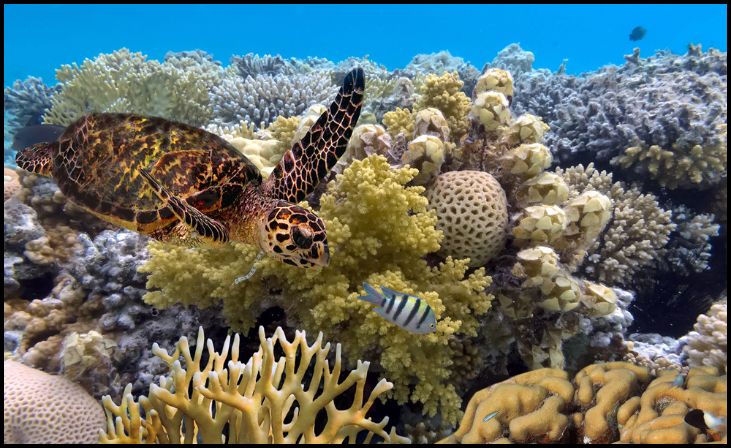 Great Barrier Reef - Australia