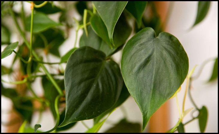 Heartleaf Philodendron